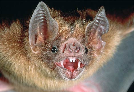 Vampire Bats Characteristics